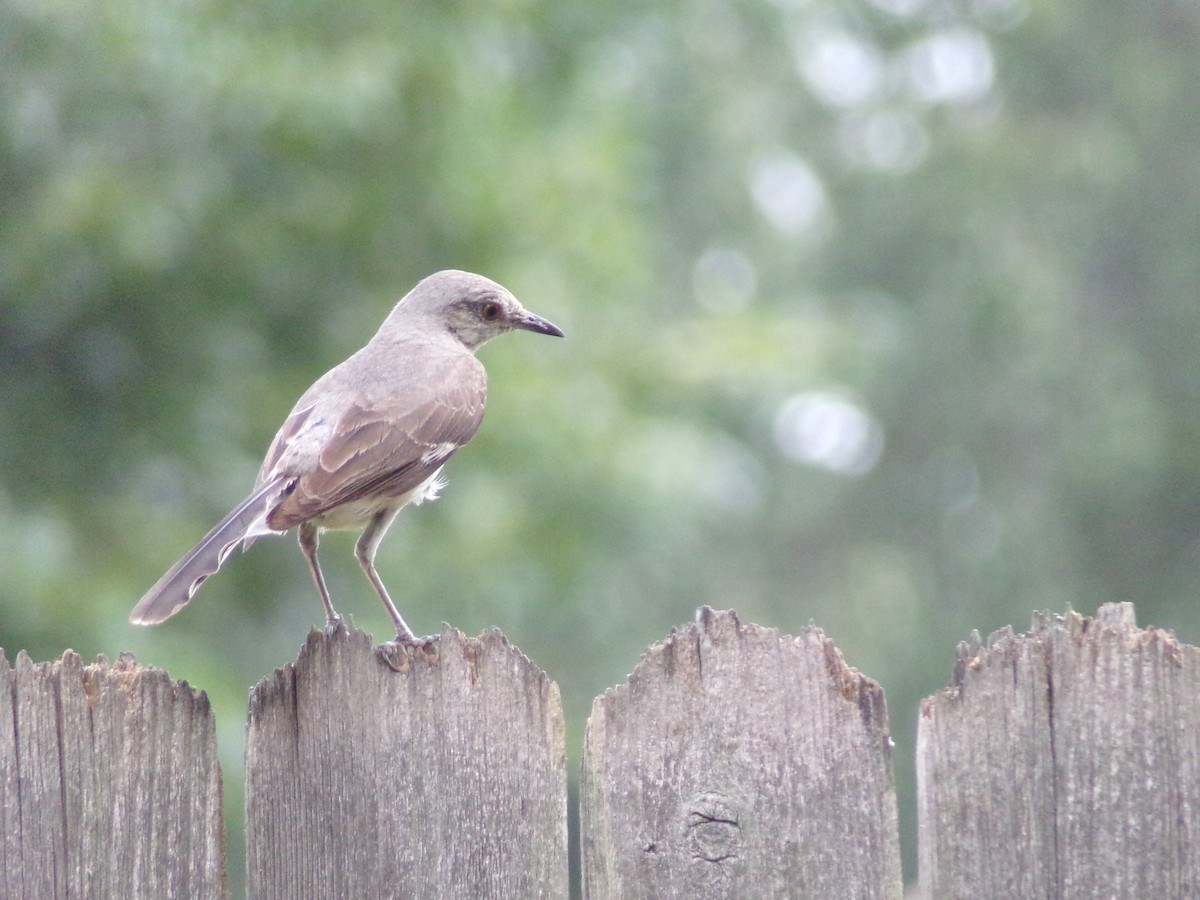 Northern Mockingbird - ML638721348