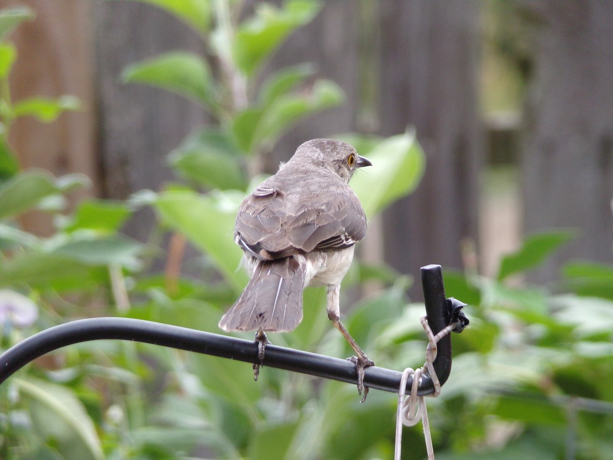 Northern Mockingbird - ML638721349