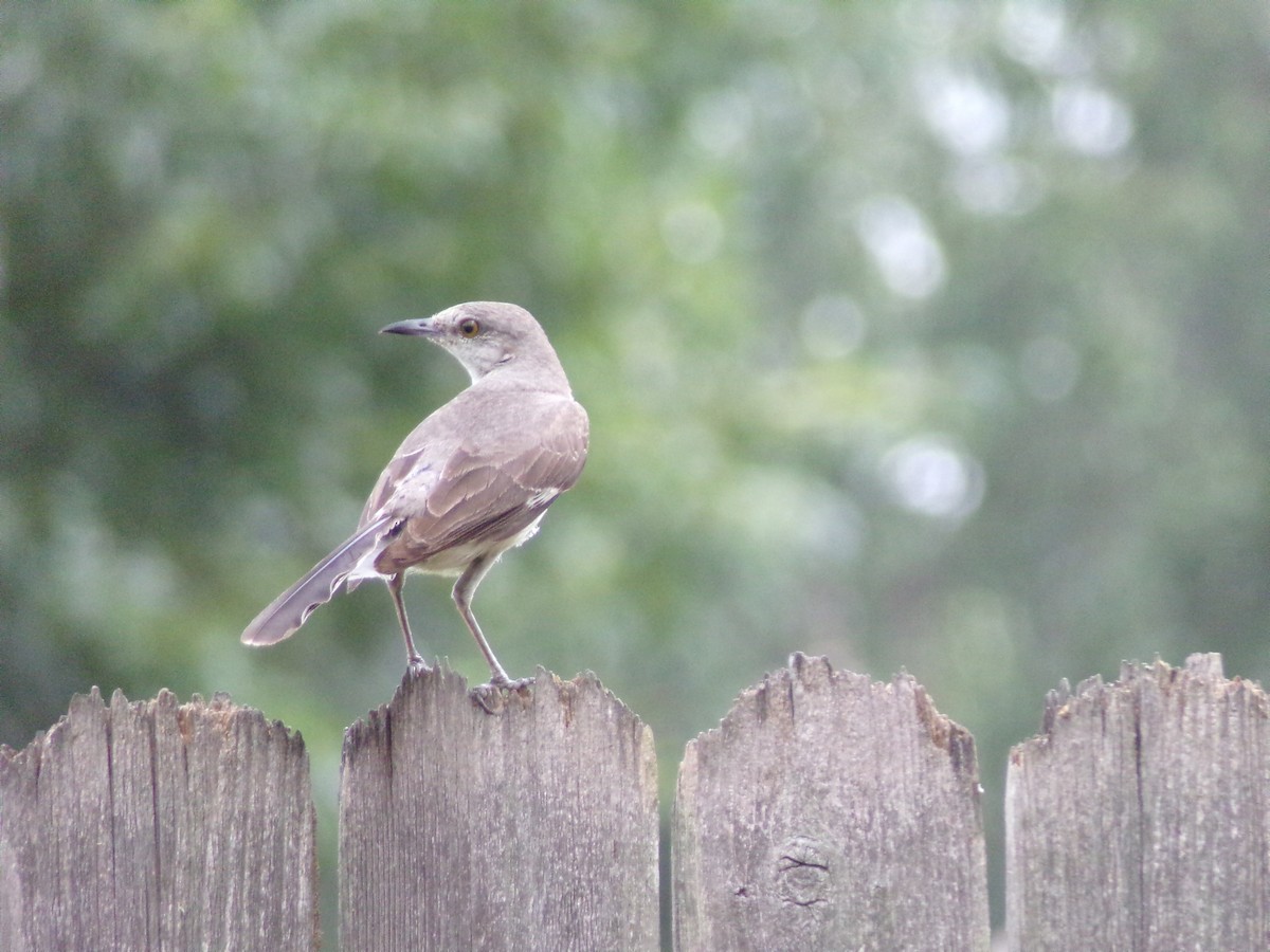 Northern Mockingbird - ML638721350