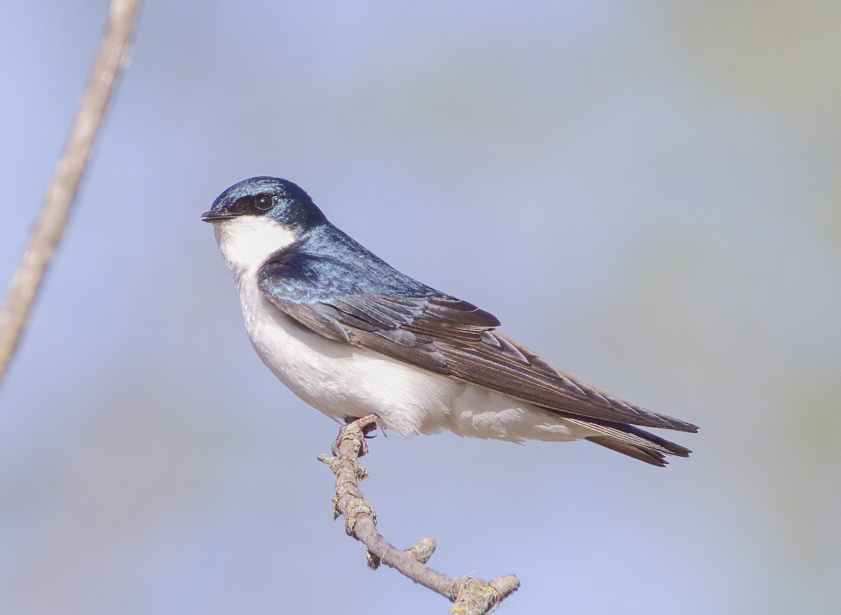 Tree Swallow - ML638721360