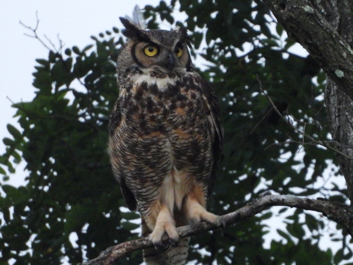 Great Horned Owl - ML638721368