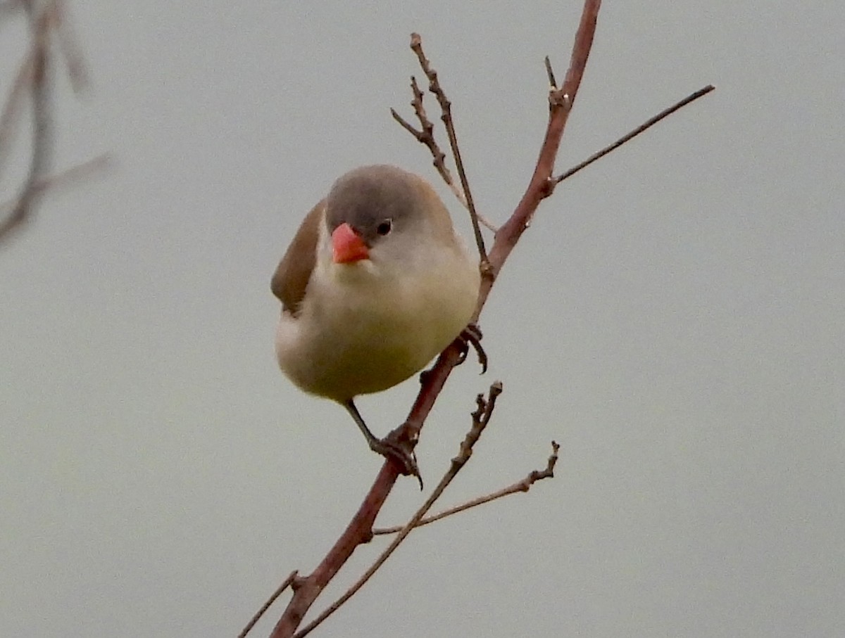 Fawn-breasted Waxbill - ML638721372