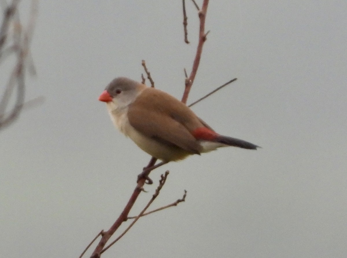 Fawn-breasted Waxbill - ML638721373