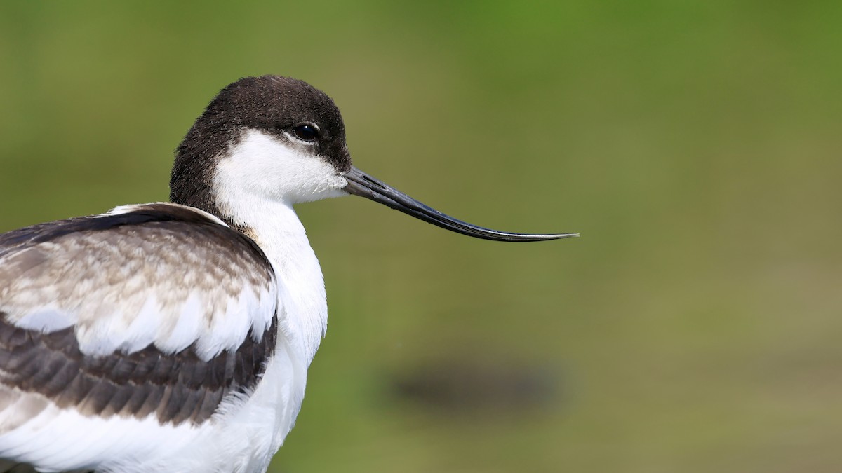 tenkozobec opačný - ML638721392