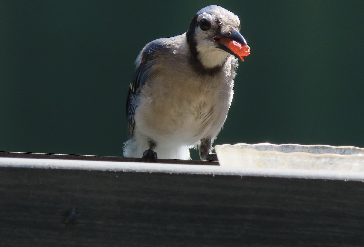 Blue Jay - ML638721434