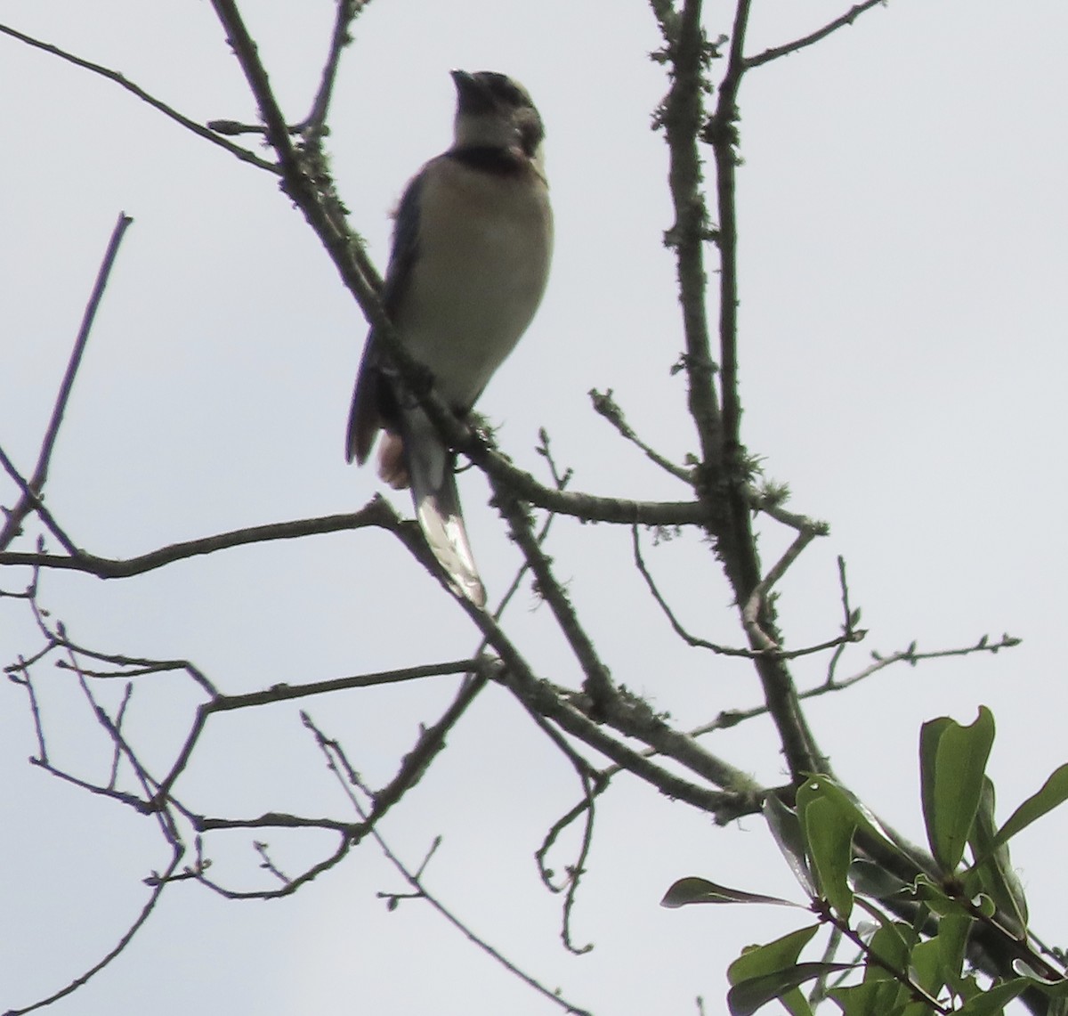Blue Jay - ML638721435