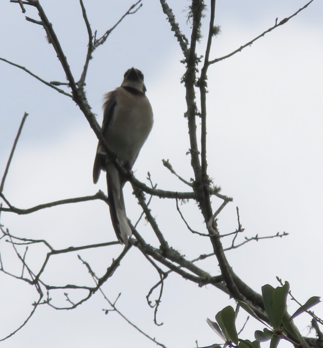 Blue Jay - ML638721436