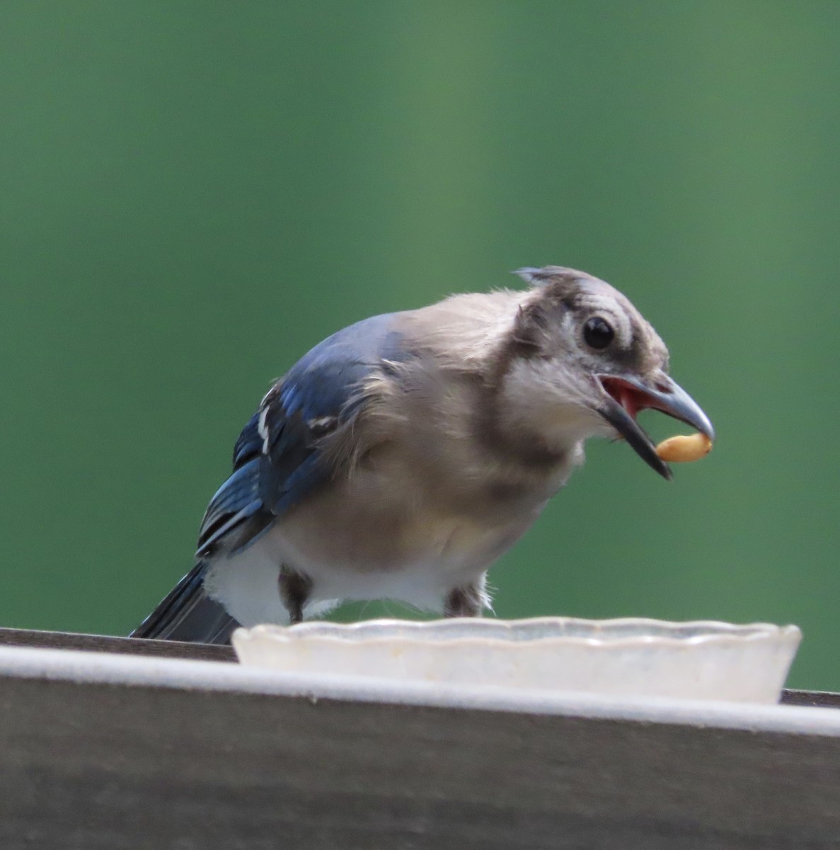 Blue Jay - ML638721437
