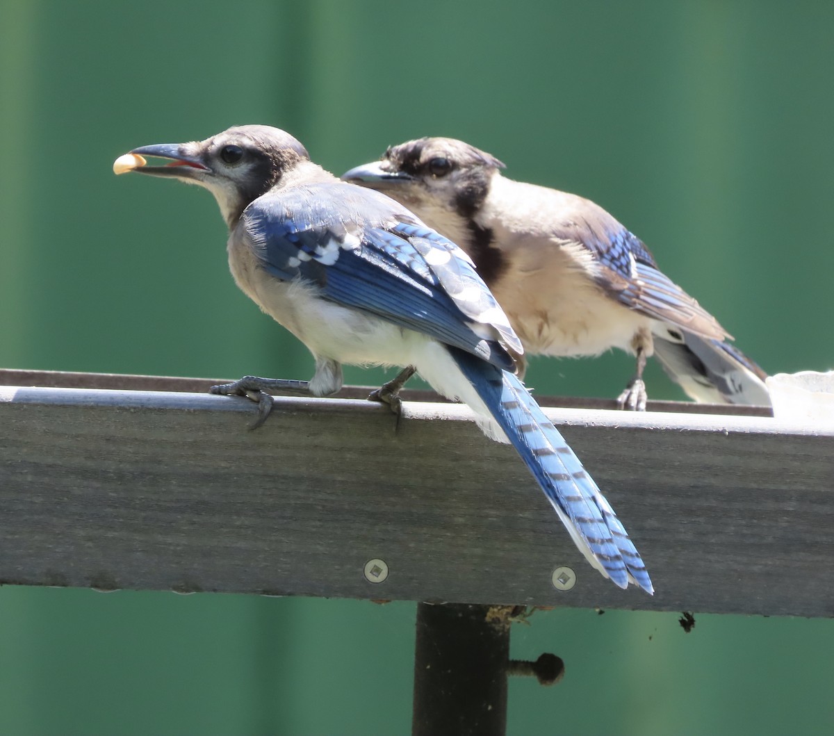 Blue Jay - ML638721439