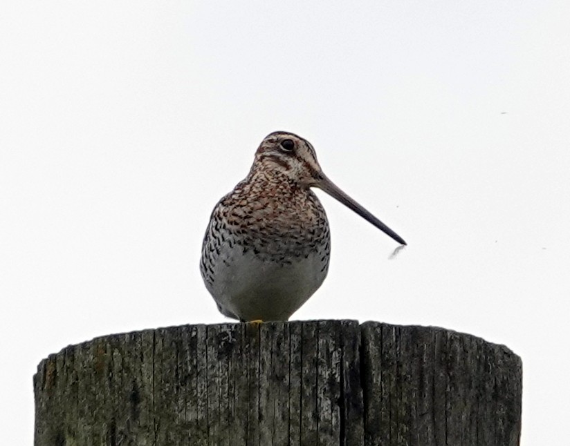 Wilson's Snipe - ML638721452
