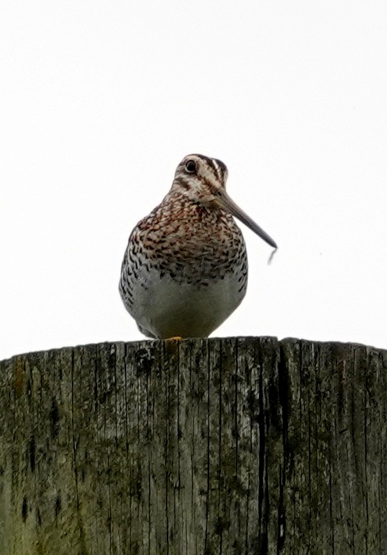 Wilson's Snipe - ML638721453