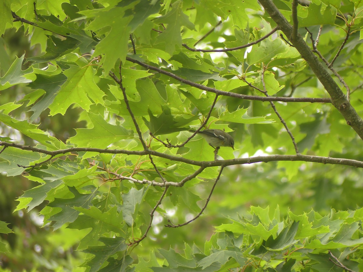 Northern Parula - ML638721454