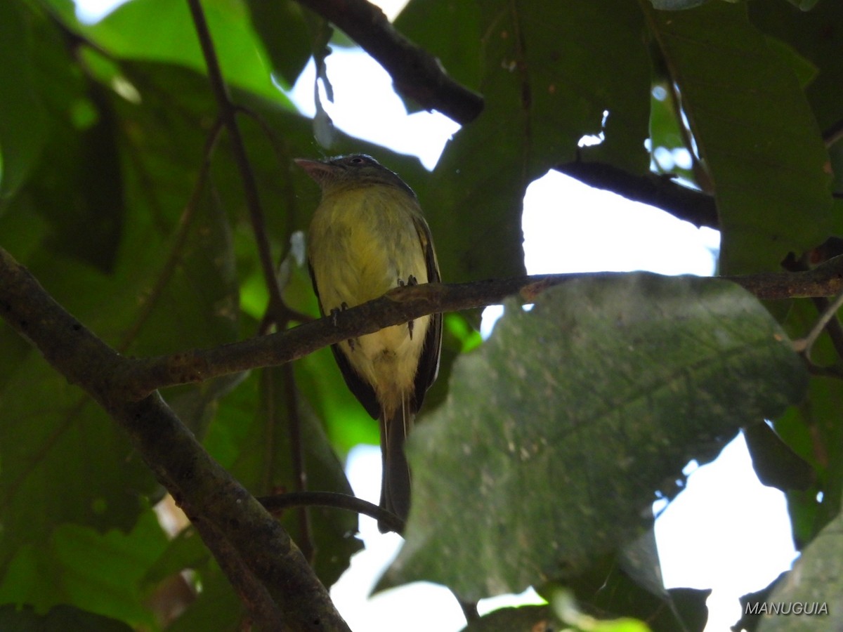 Orange-eyed Flatbill - ML638721457