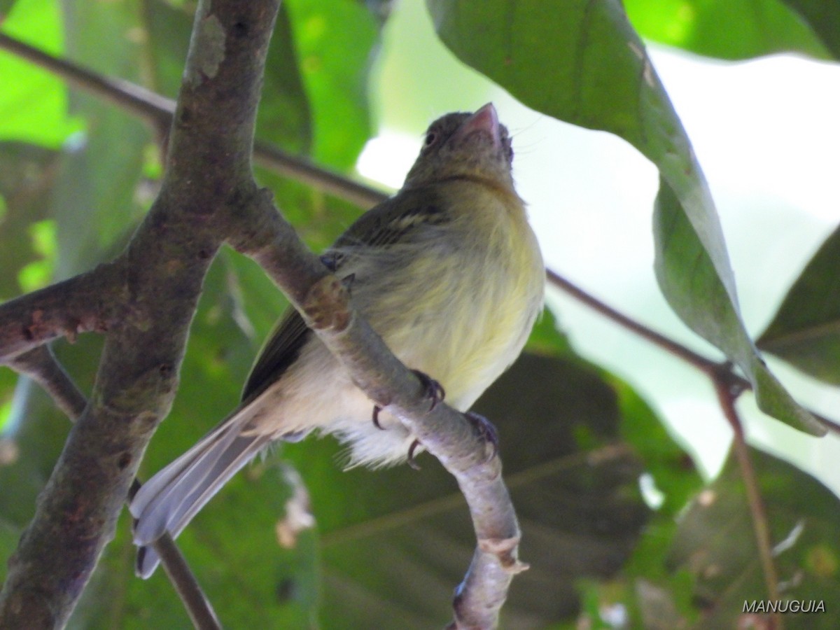Orange-eyed Flatbill - ML638721458