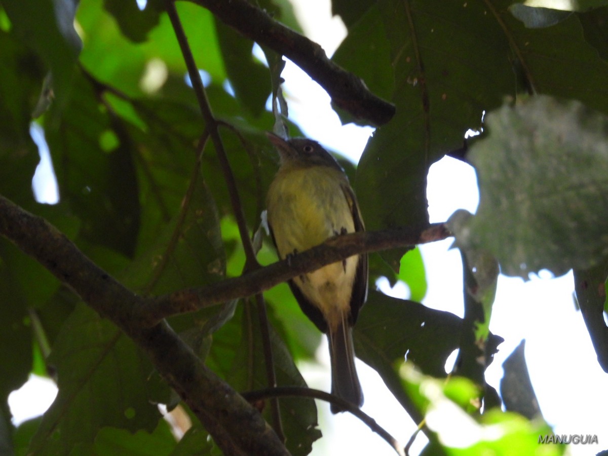 Orange-eyed Flatbill - ML638721459