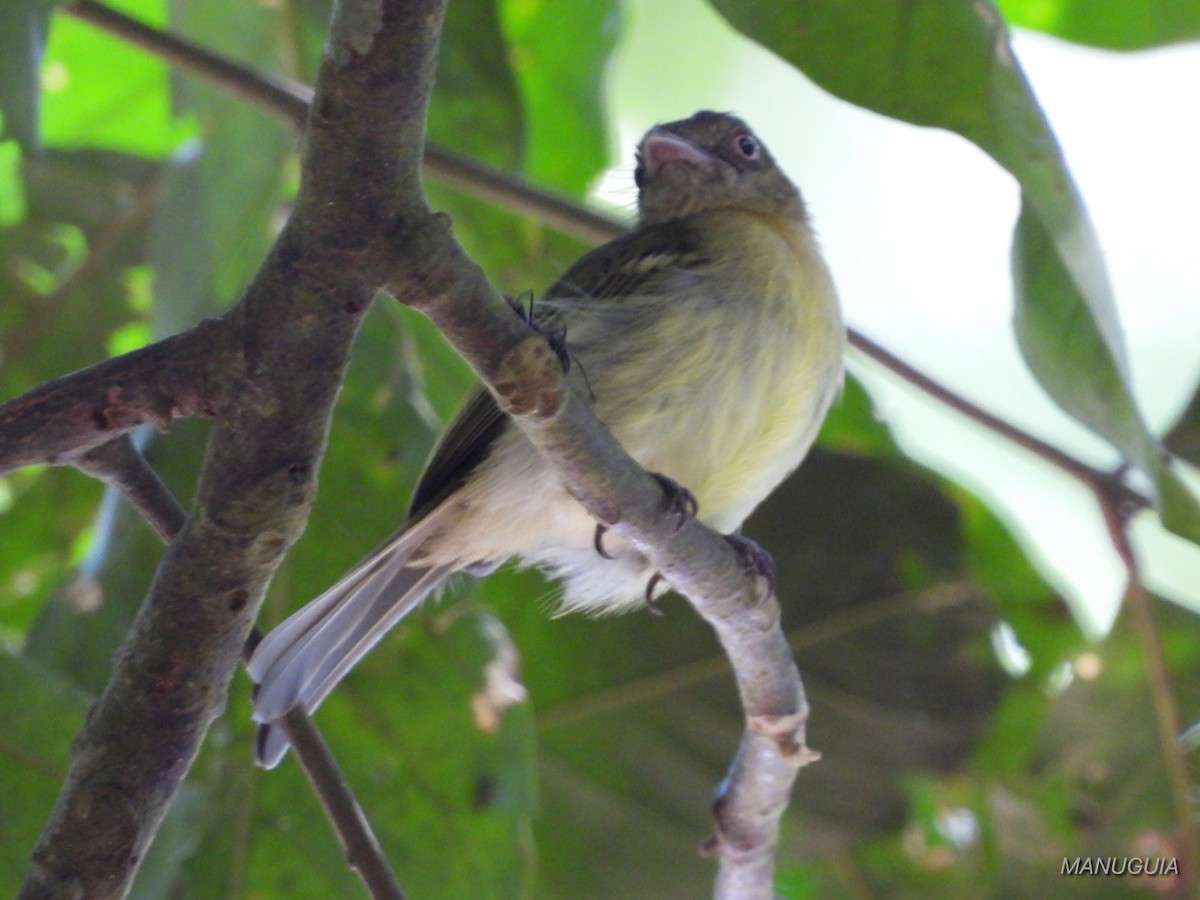Orange-eyed Flatbill - ML638721460