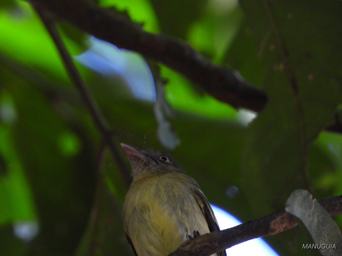 Orange-eyed Flatbill - ML638721462