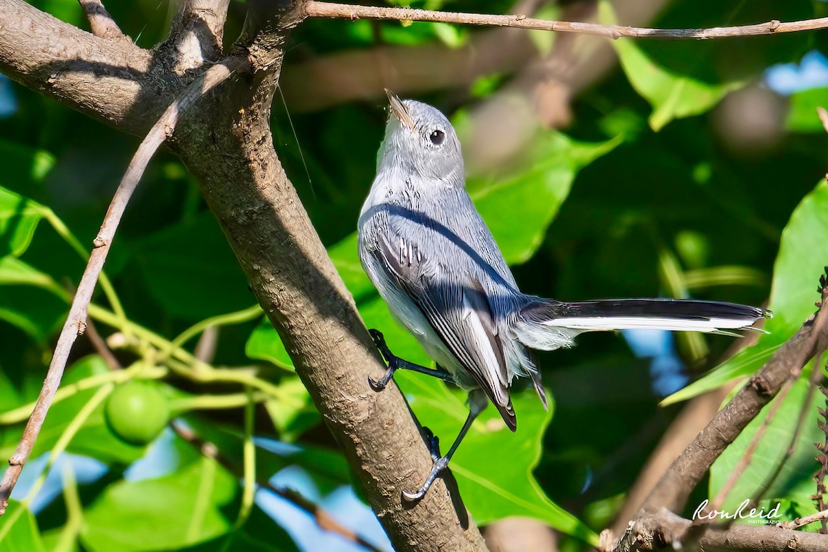 Blue-gray Gnatcatcher - ML638721486