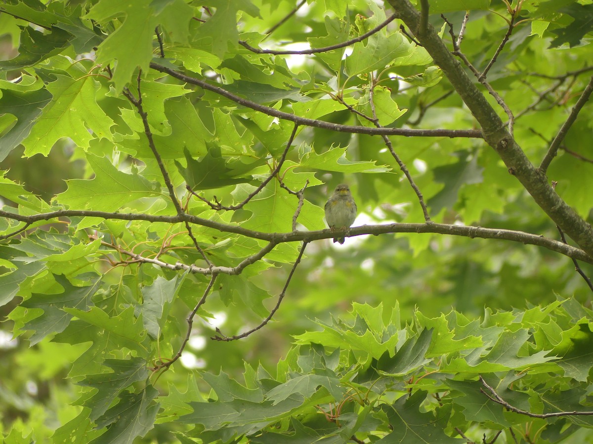 Northern Parula - ML638721490