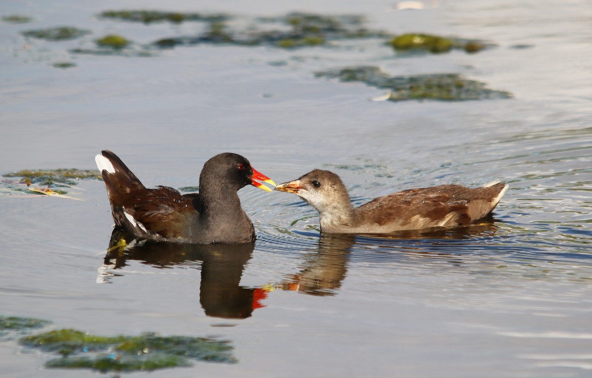 Eurasian Moorhen - ML638721517