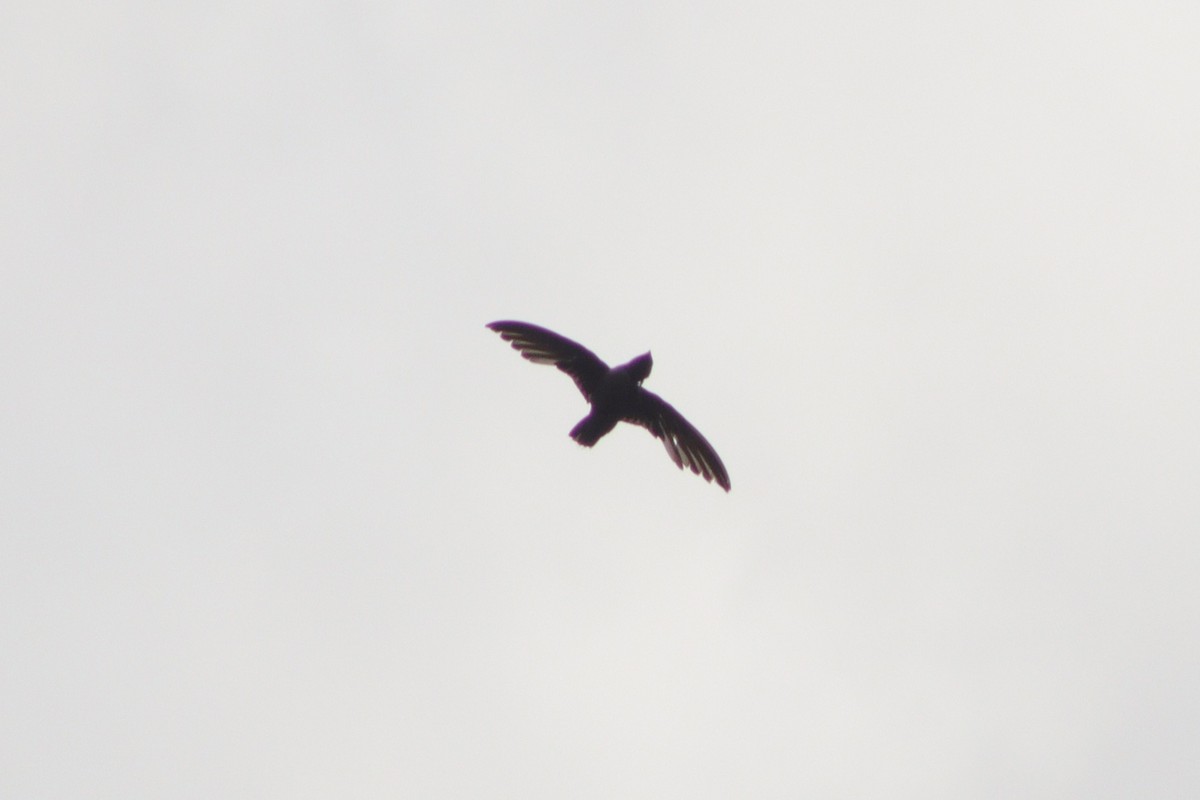 Chimney Swift - ML638721524