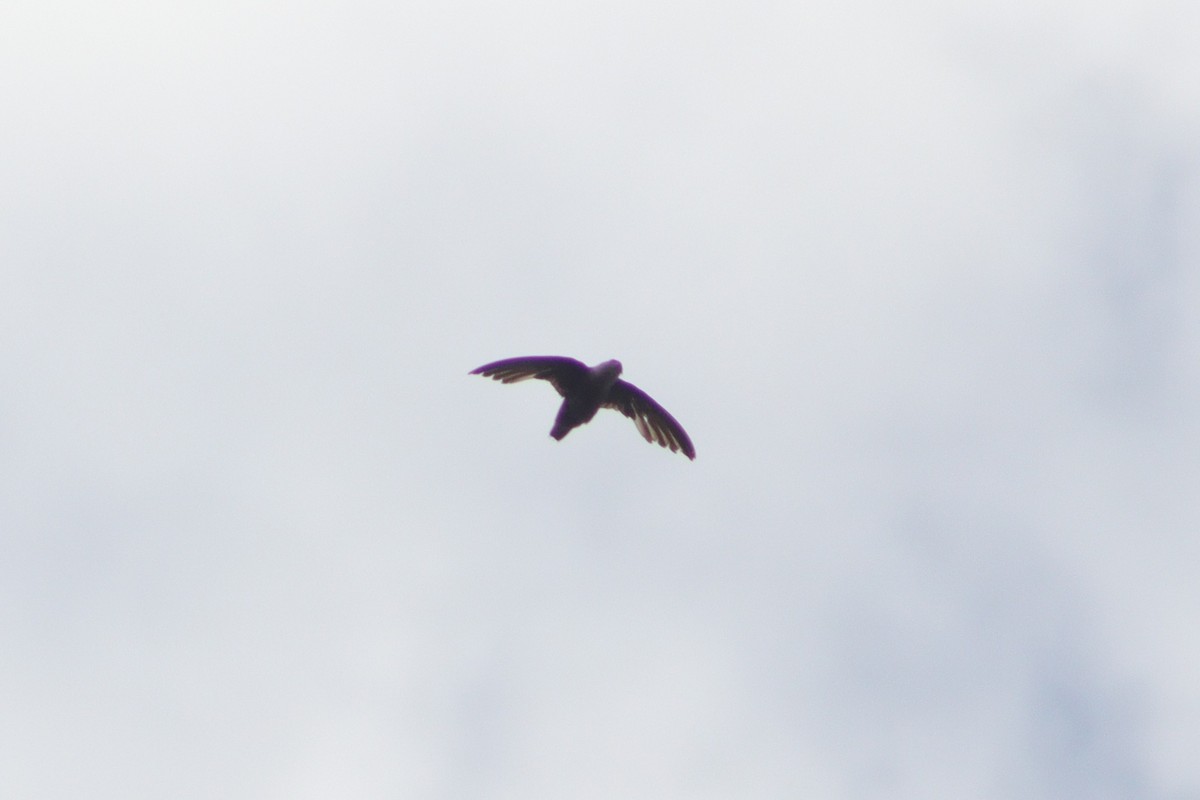 Chimney Swift - ML638721526