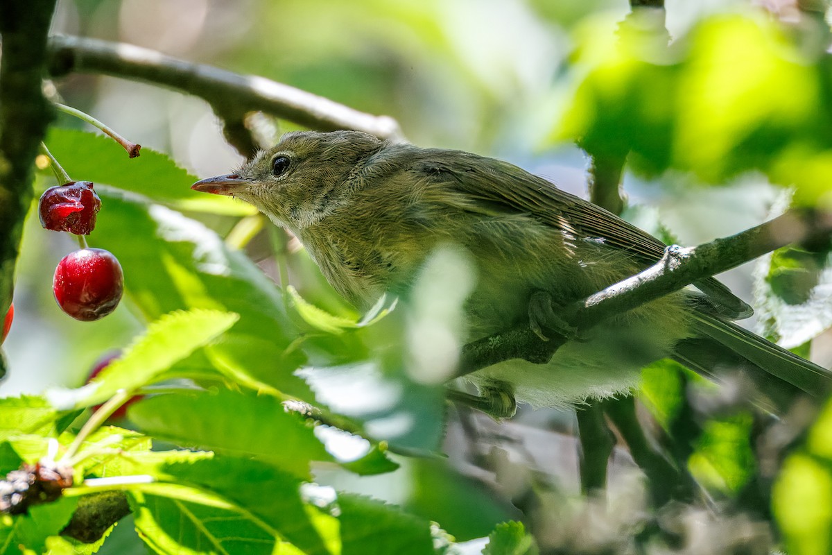 Garden Warbler - ML638721529