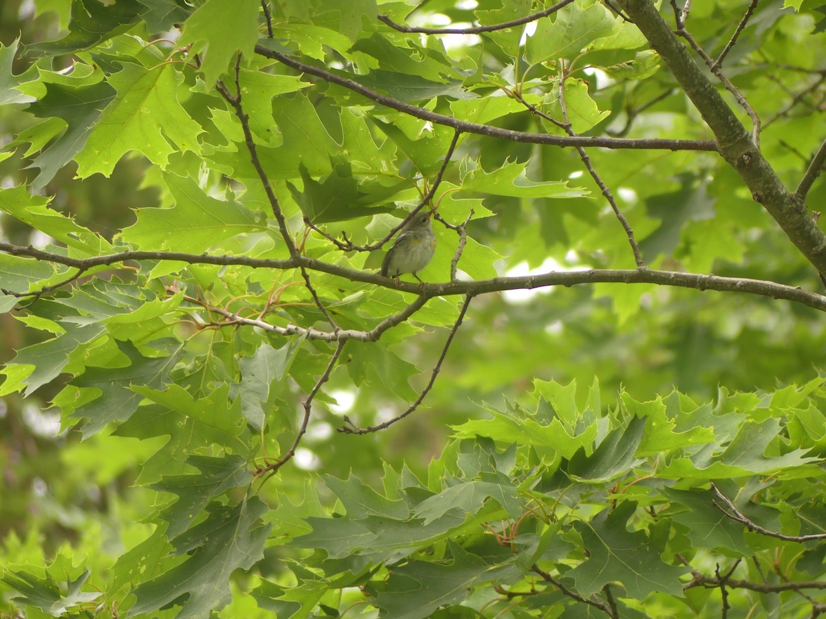 Northern Parula - ML638721534