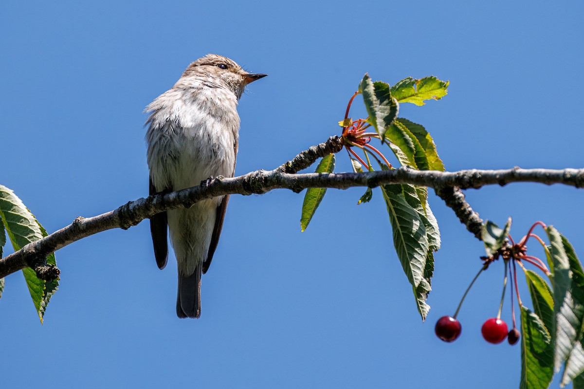 Spotted Flycatcher - ML638721546