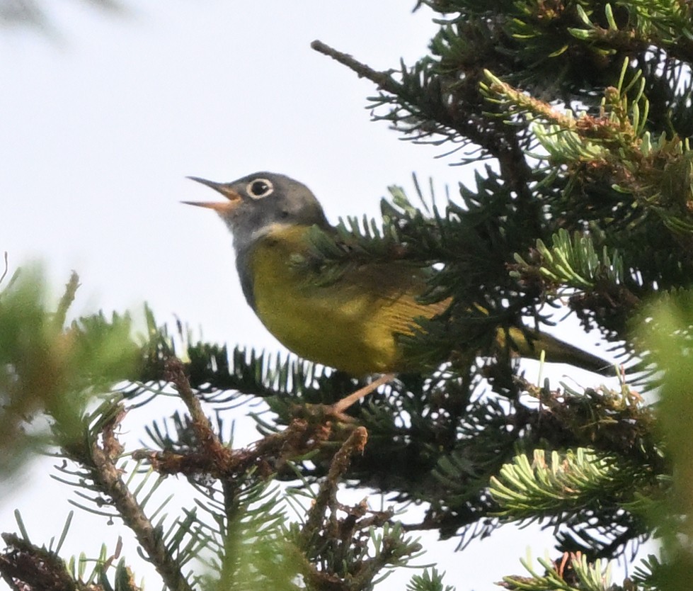 Connecticut Warbler - ML638721550