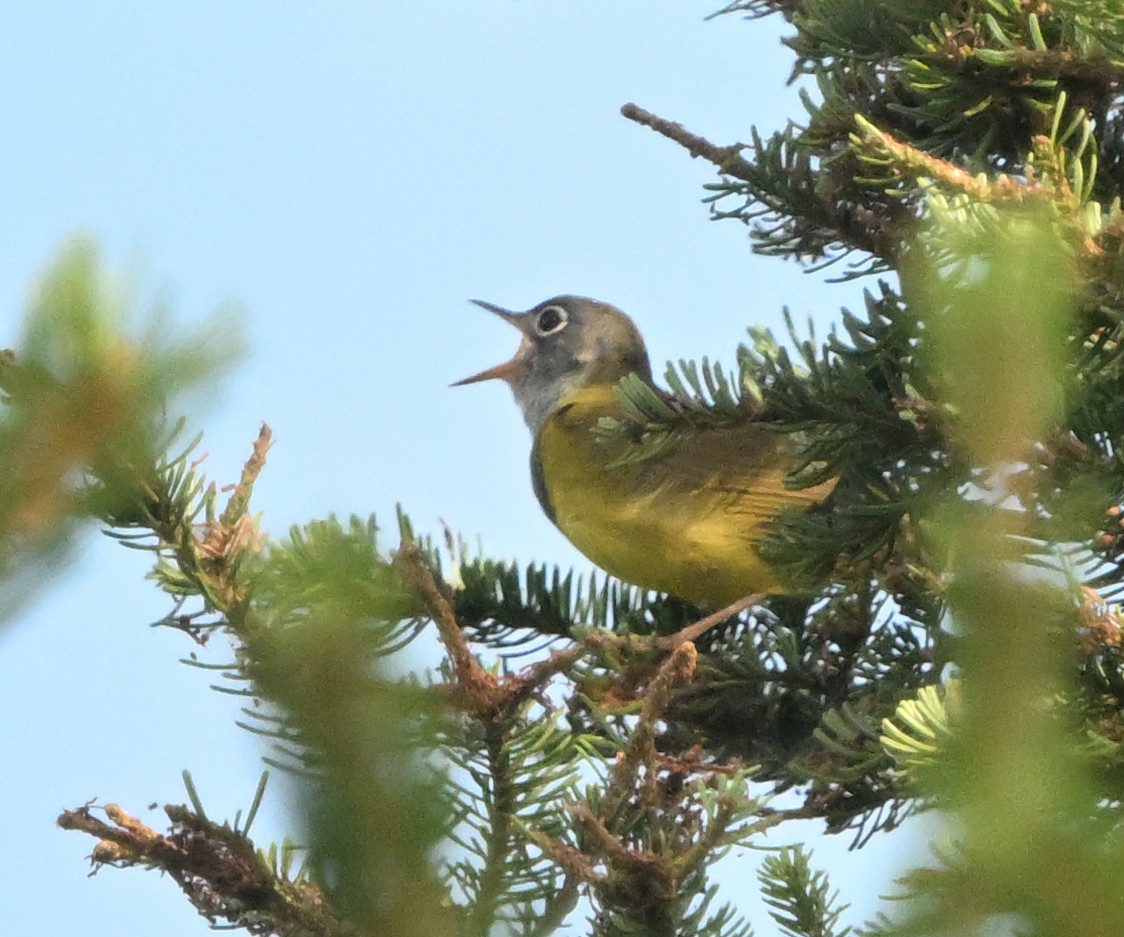 Connecticut Warbler - ML638721552