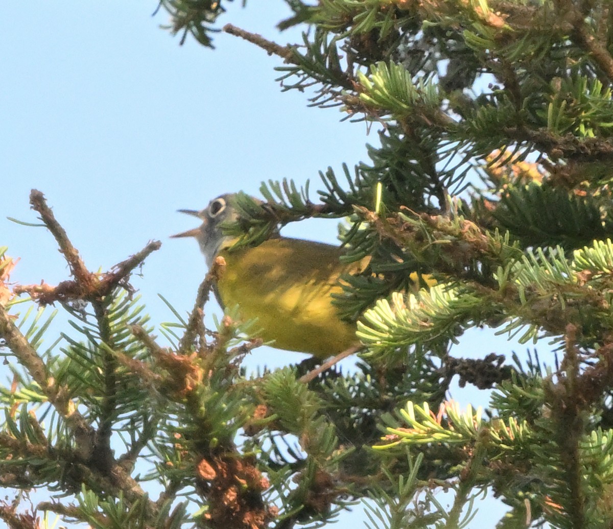 Connecticut Warbler - ML638721553