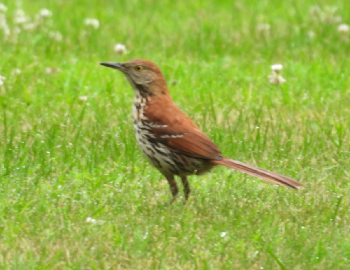 Brown Thrasher - ML638721563