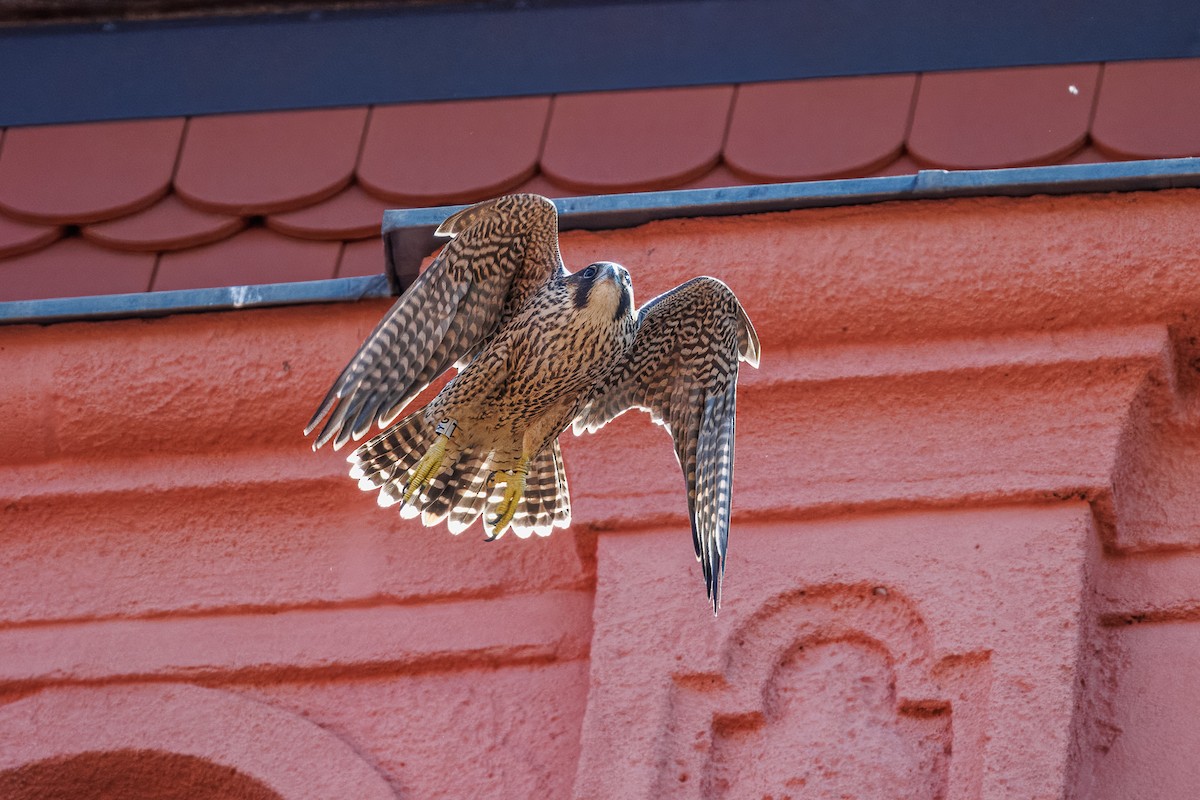 Peregrine Falcon - Albert Voigts von Schütz @ Leaflove Safari