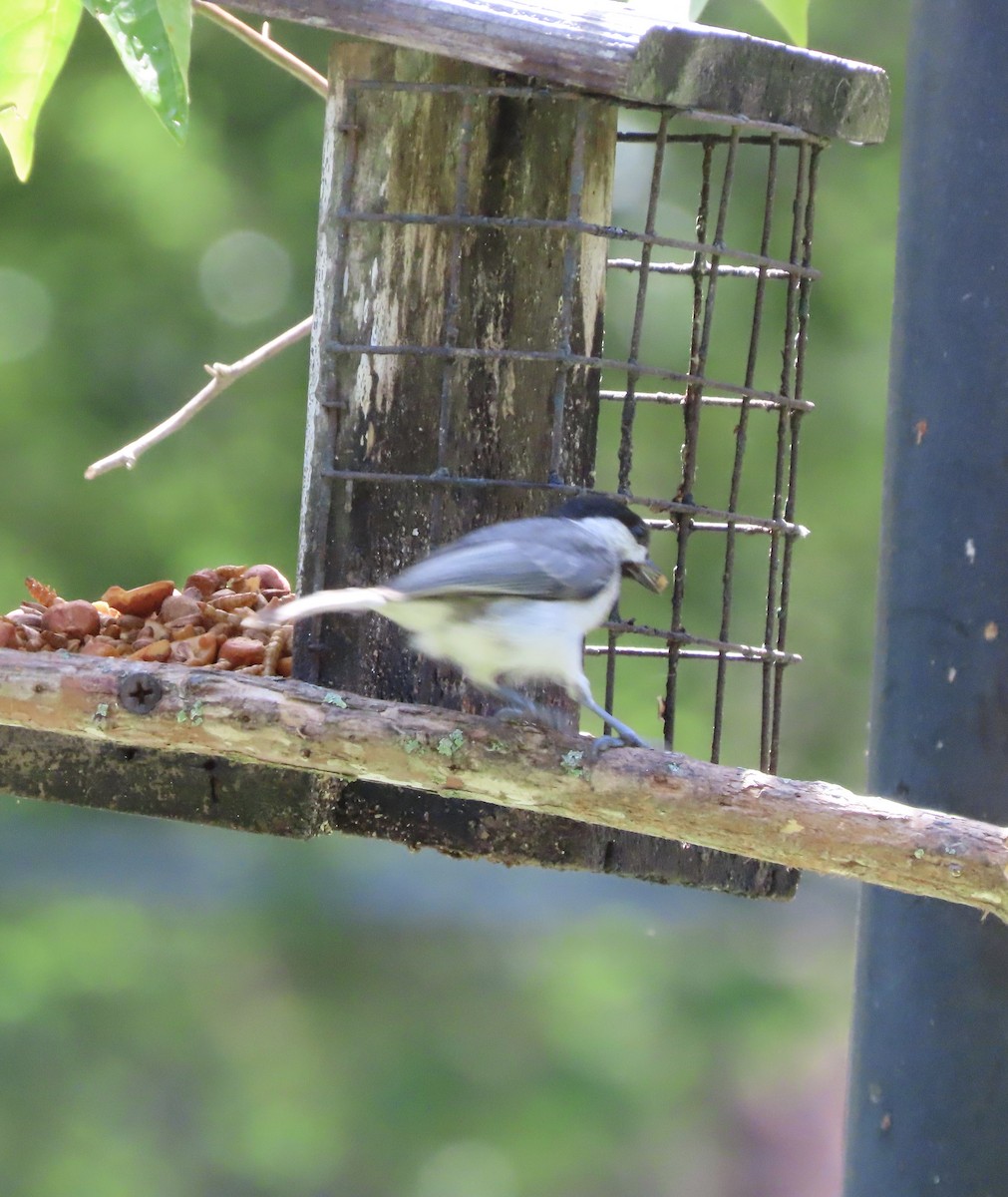Carolina Chickadee - ML638721567