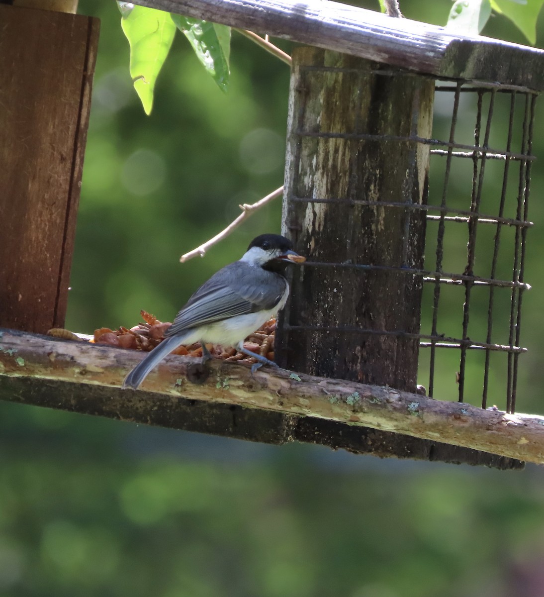Carolina Chickadee - ML638721570