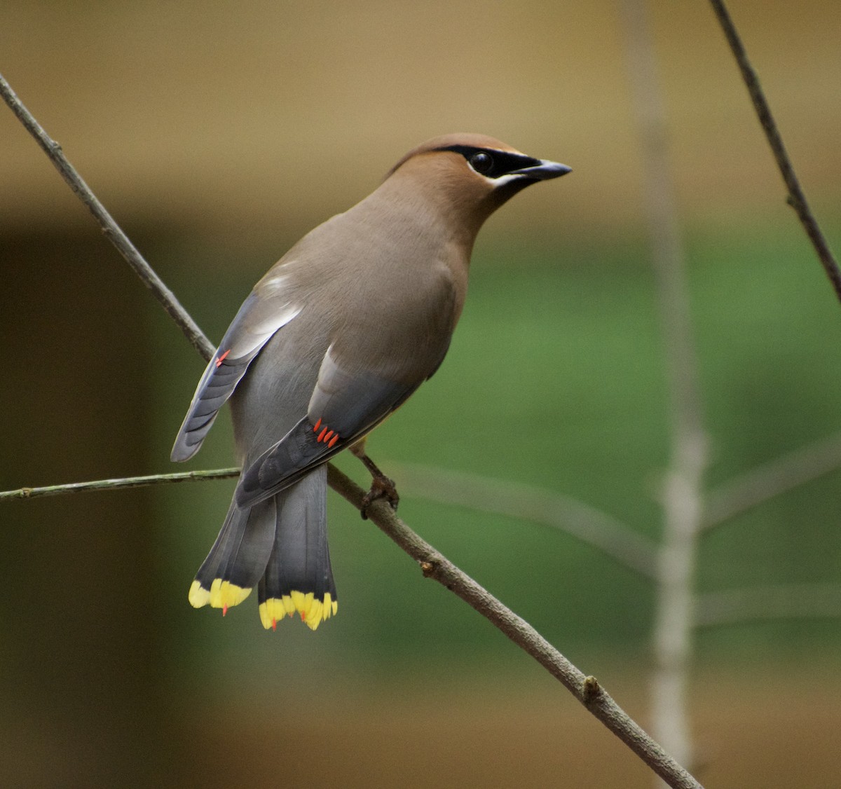 Cedar Waxwing - ML638721571