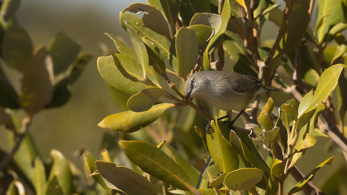 Dusky Gerygone - ML638721612