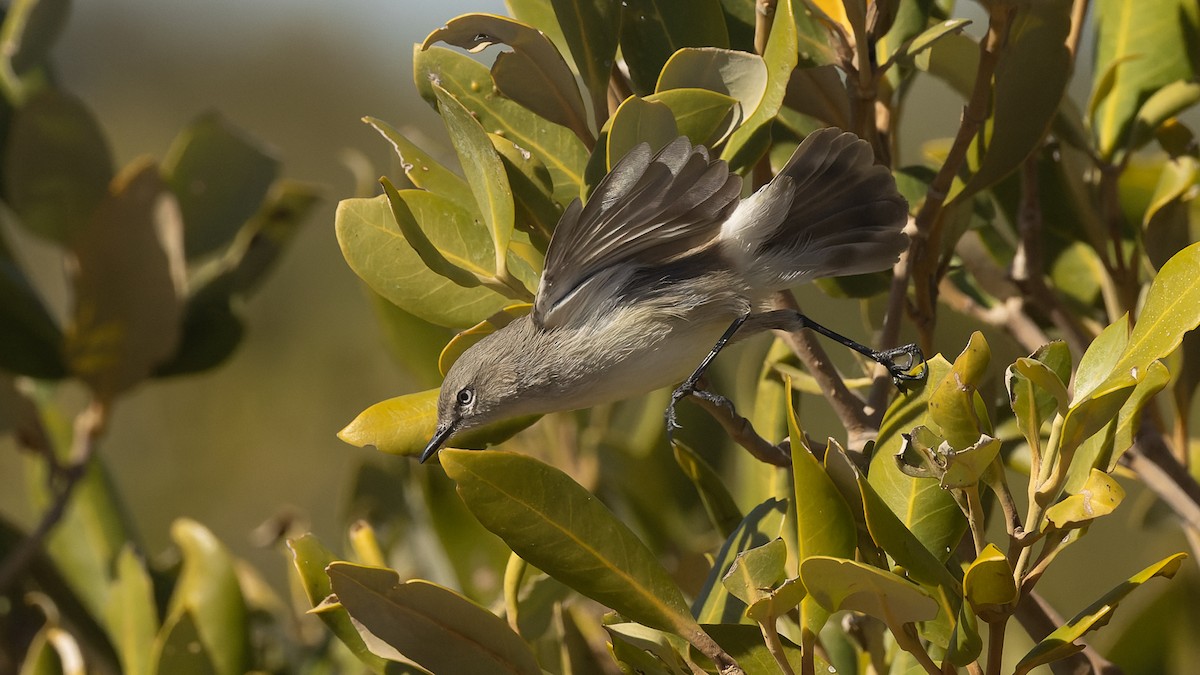 Dusky Gerygone - ML638721613
