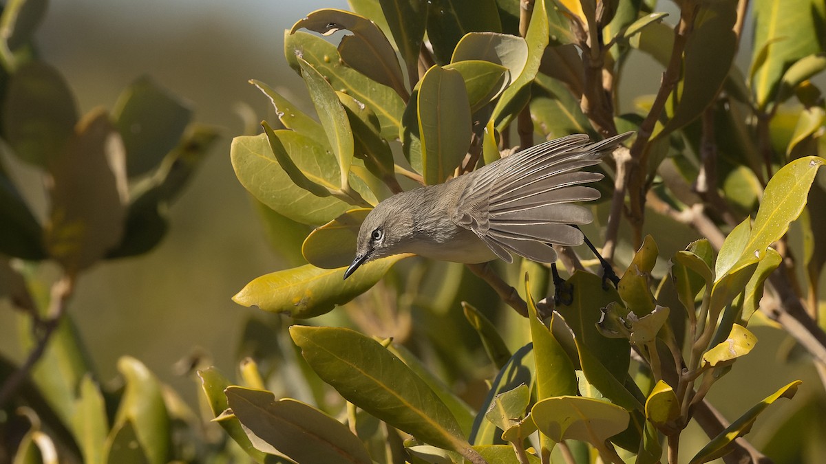 Dusky Gerygone - ML638721614