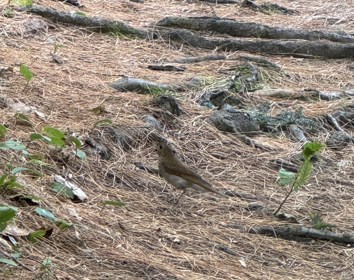 Veery - ML638721643
