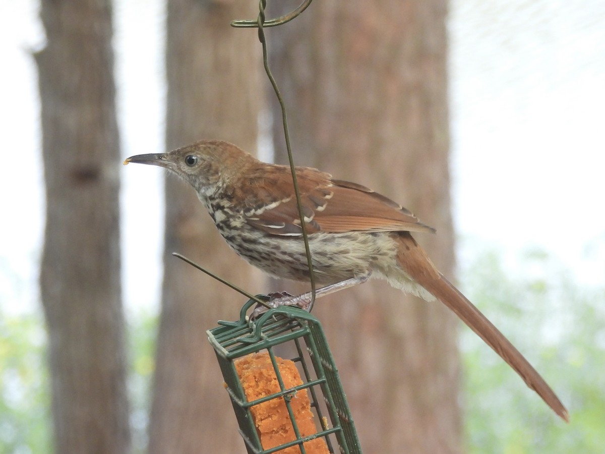 Brown Thrasher - ML638721648