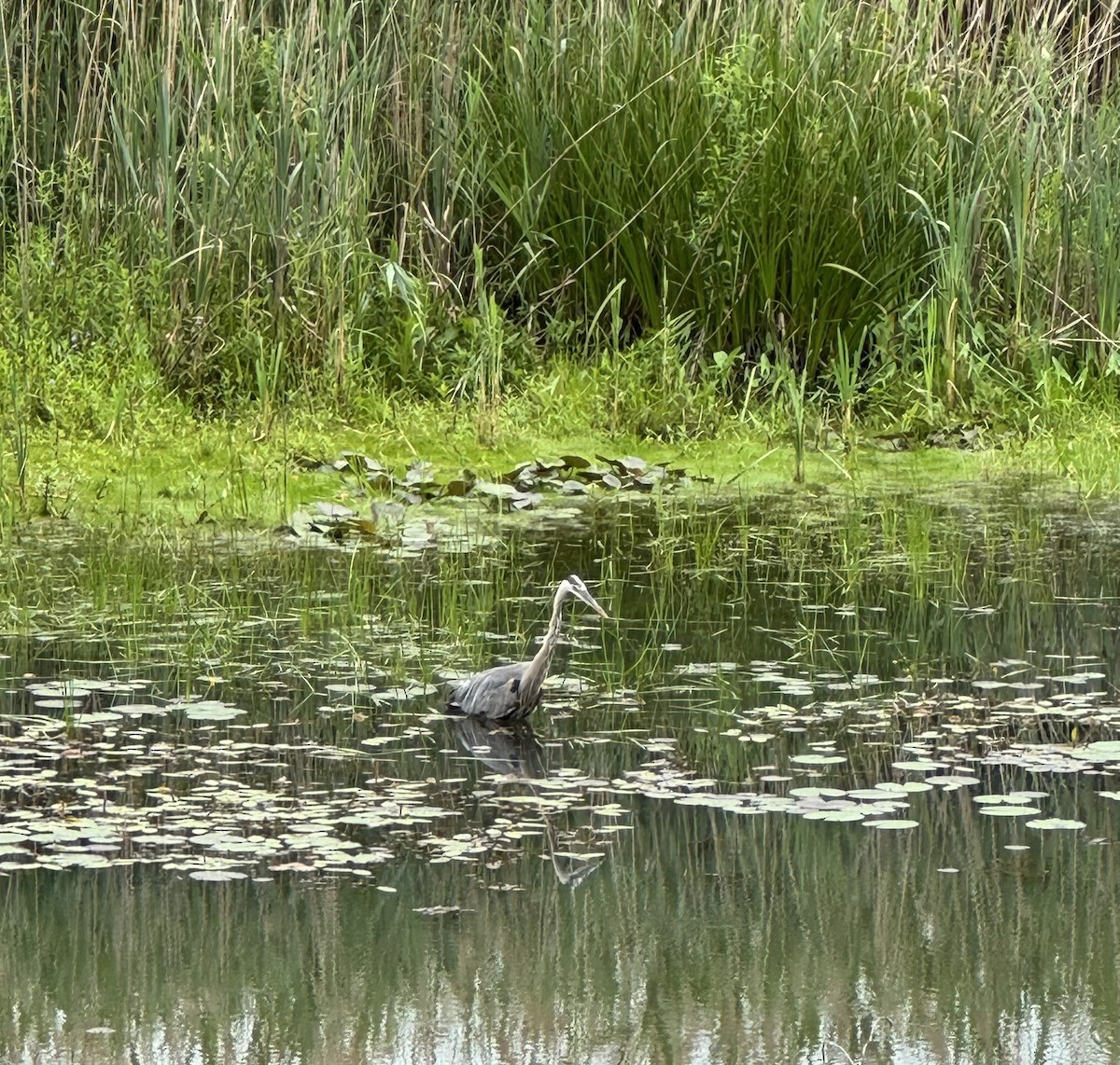 Great Blue Heron - ML638721649