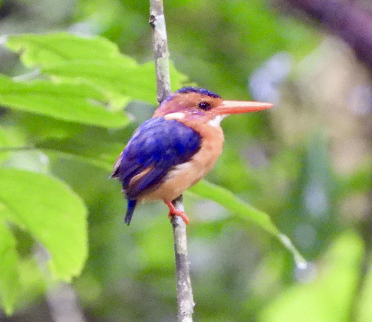 African Pygmy Kingfisher - ML638721652