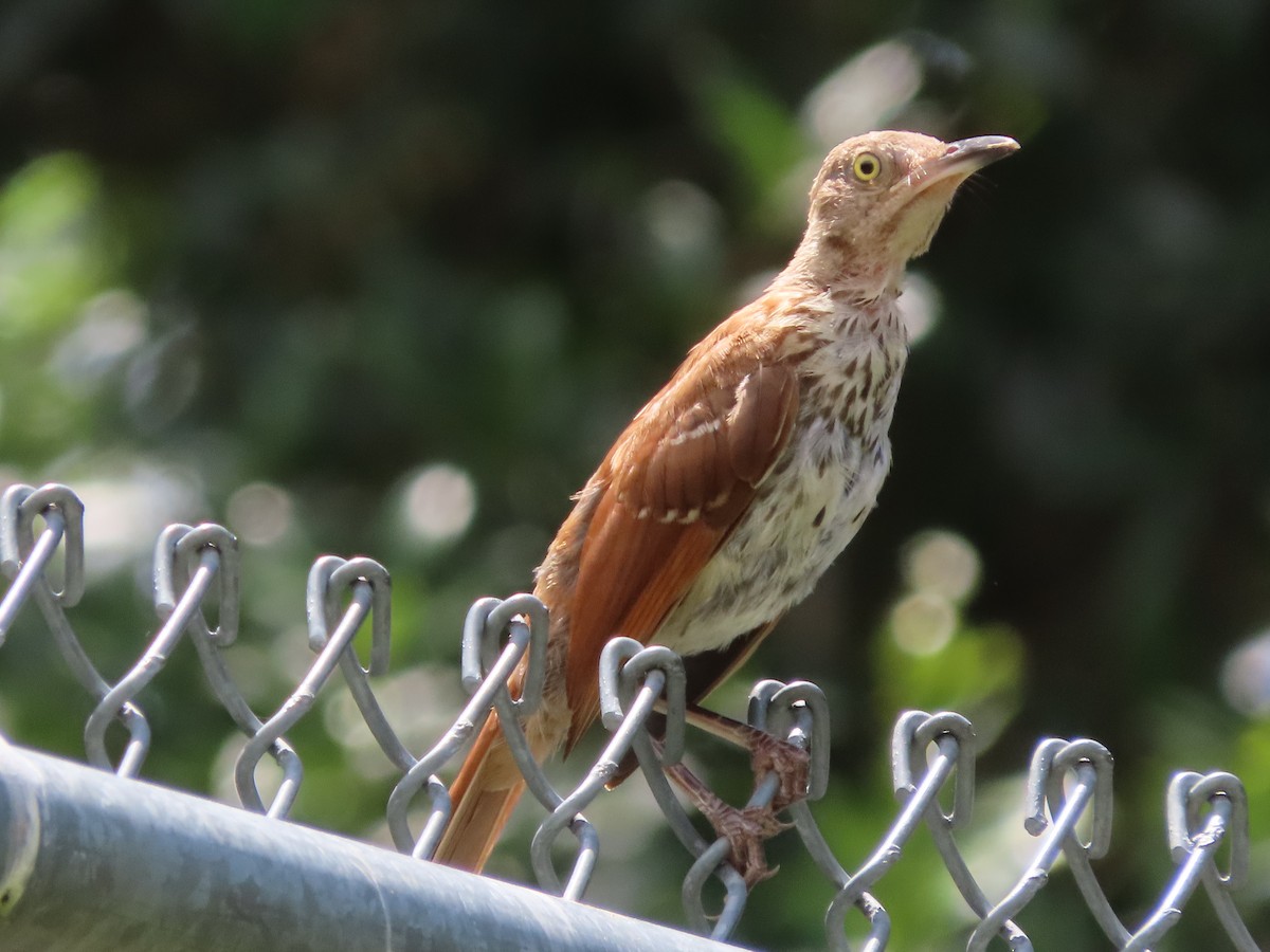 Brown Thrasher - ML638721658