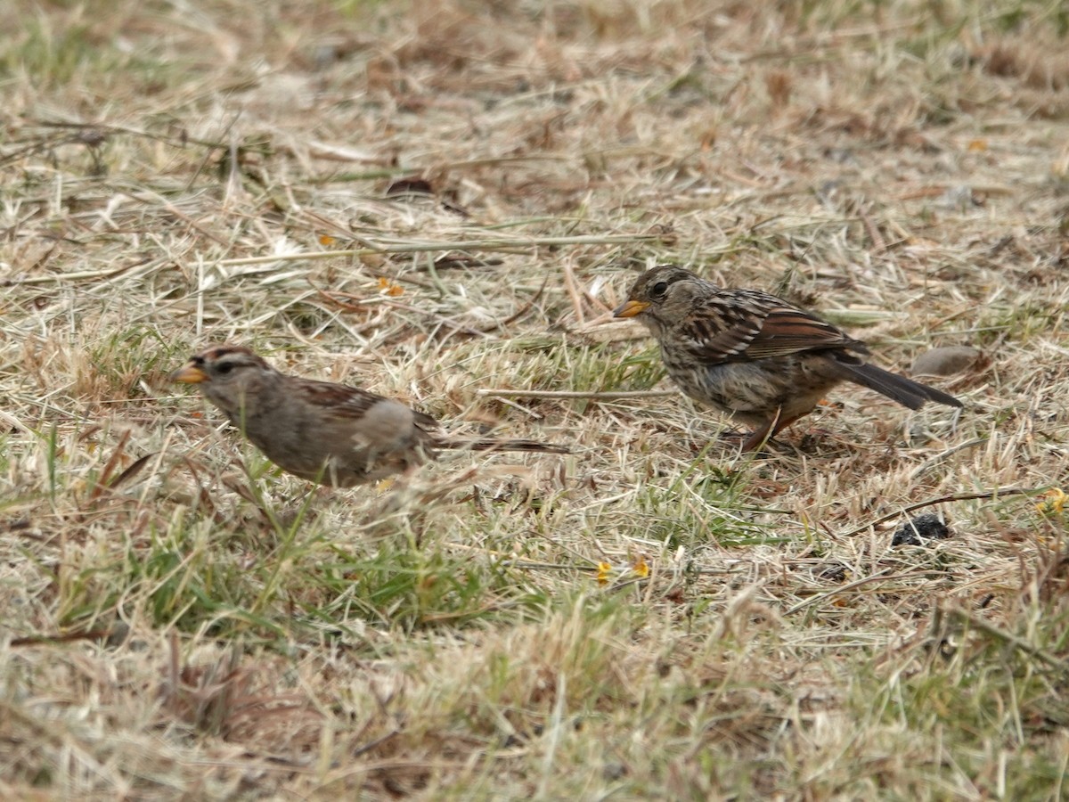 White-crowned Sparrow - ML638721662