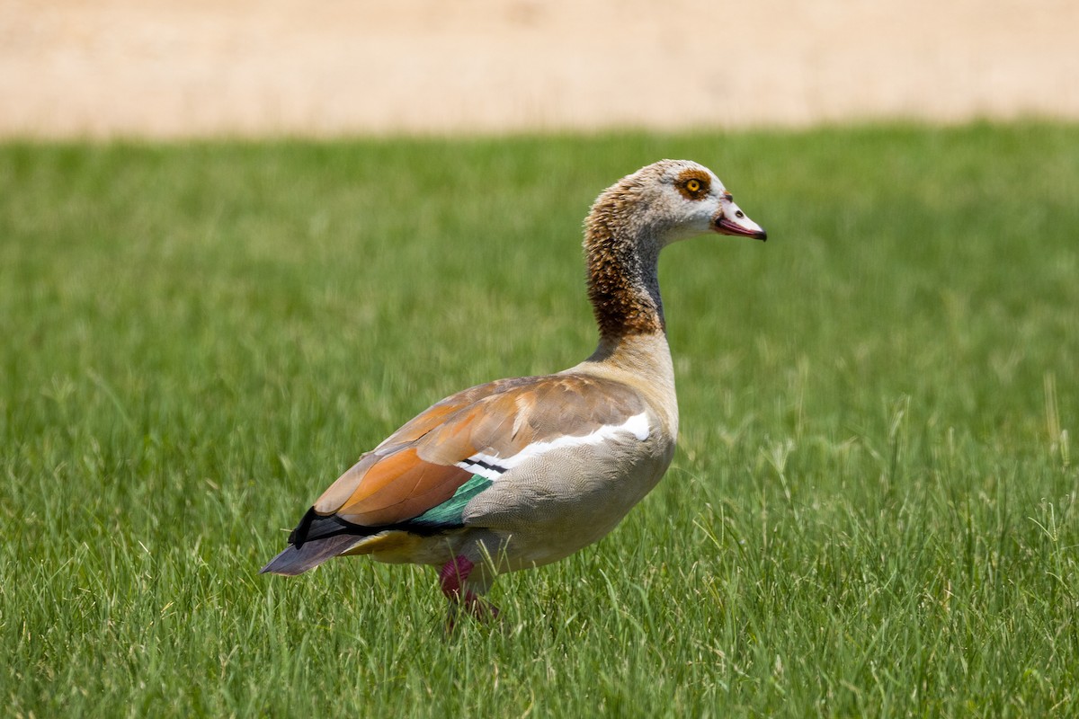 Egyptian Goose - ML638721665