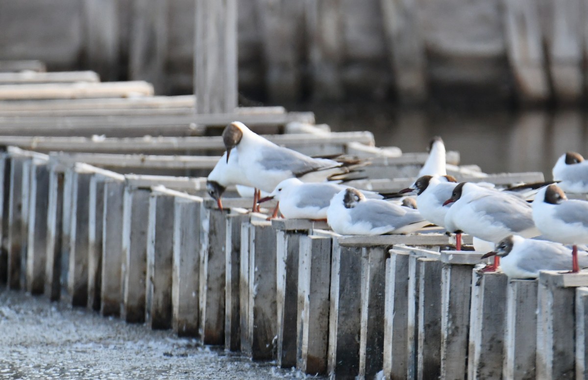 Slender-billed Gull - ML638721674