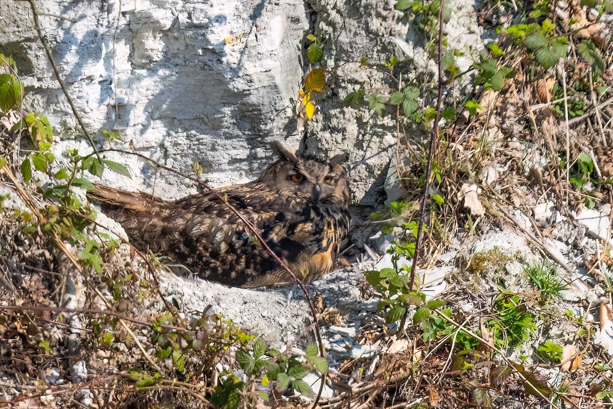 Eurasian Eagle-Owl - ML638721697