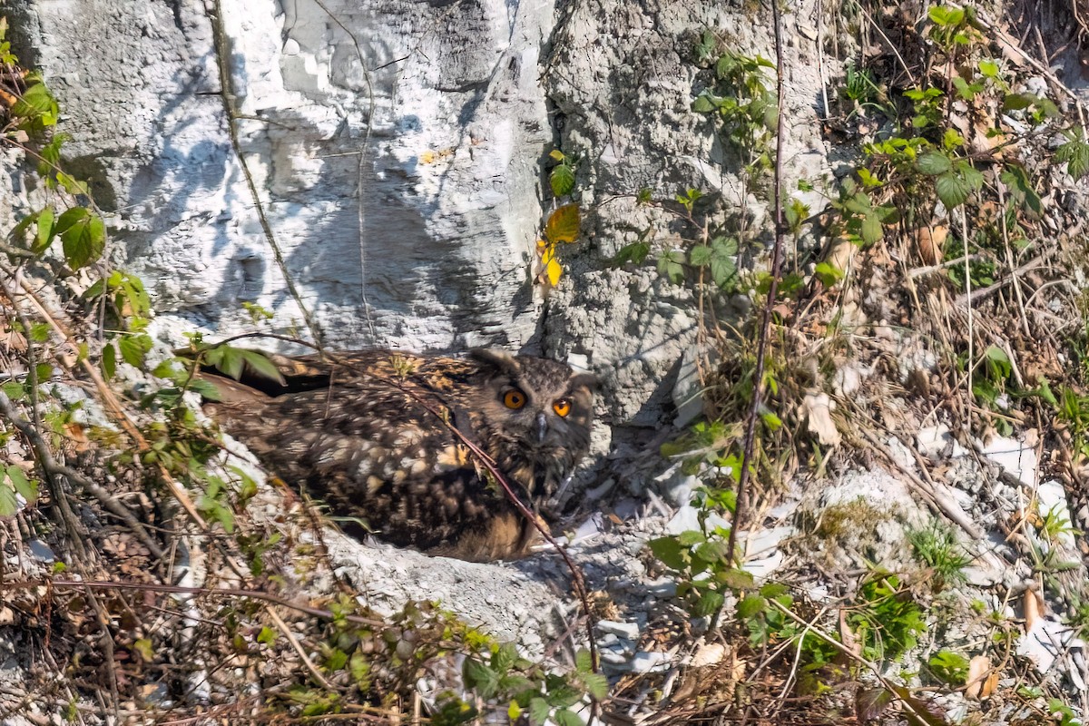 Eurasian Eagle-Owl - ML638721698